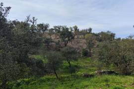 Pasture land in Salir- Loulé with water and electricity