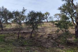 Pasture land in Salir- Loulé with water and electricity