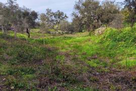 Pasture land in Salir- Loulé with water and electricity