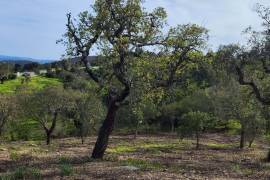 Pasture land in Salir- Loulé with water and electricity