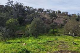 Pasture land in Salir- Loulé with water and electricity