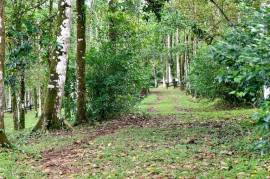 Finca Macadamia: 154-acre Rainforest Paradise with two Houses and Trails!