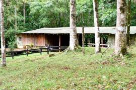 Finca Macadamia: 154-acre Rainforest Paradise with two Houses and Trails!