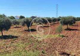 Land Cartaxo