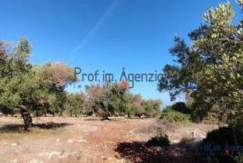 For sale land with olive grove Carovigno