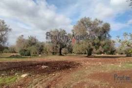 For sale land with olive grove San Vito dei Normanni