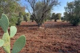 Olive grove land for sale in Carovigno