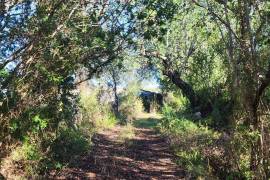 Land with 2ha in Salir - Loulé