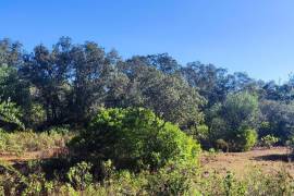 Land with 2ha in Salir - Loulé