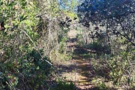 Land with 2ha in Salir - Loulé