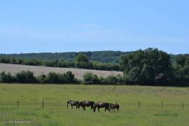 €557800 - Beautiful Equestrian Property with 18 Hectares of land and a lake