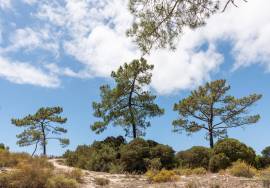 Plot to build a villa up to 255m2 plus swimming pool, beach, Herdade de Comporta, Carvalhal