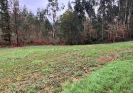 Land of 7,800 m2 of affordable cultivation for sale