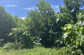 11.5 Rai of Land for Sale in Thaimueang, Phangnga