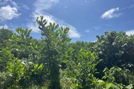 11.5 Rai of Land for Sale in Thaimueang, Phangnga