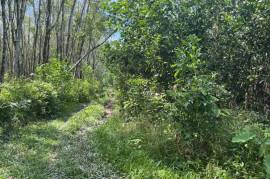 11.5 Rai of Land for Sale in Thaimueang, Phangnga