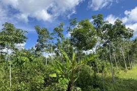 10 Rai Rubber Plantation with Mountain Views Land for Sale in Lo Yung, Phangnga