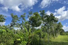 10 Rai Rubber Plantation with Mountain Views Land for Sale in Lo Yung, Phangnga