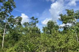 10 Rai Rubber Plantation with Mountain Views Land for Sale in Lo Yung, Phangnga