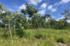 10 Rai Rubber Plantation with Mountain Views Land for Sale in Lo Yung, Phangnga