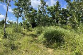 10 Rai Rubber Plantation with Mountain Views Land for Sale in Lo Yung, Phangnga