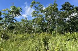 10 Rai Rubber Plantation with Mountain Views Land for Sale in Lo Yung, Phangnga