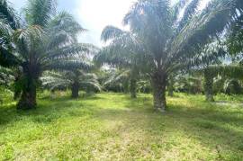 6 Rai of Palm Plantation Land with Mountain Views for Sale in Ao Nang, Krabi