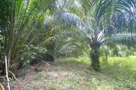 6 Rai of Palm Plantation Land with Mountain Views for Sale in Ao Nang, Krabi