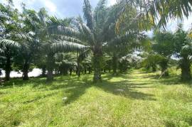 6 Rai of Palm Plantation Land with Mountain Views for Sale in Ao Nang, Krabi