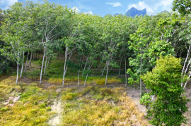 1.5 Rai of Rubber Plantation Land with Mountain Views for Sale in Ao Nang, Krabi