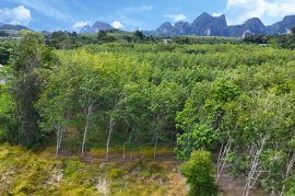 1.5 Rai of Rubber Plantation Land with Mountain Views for Sale in Ao Nang, Krabi