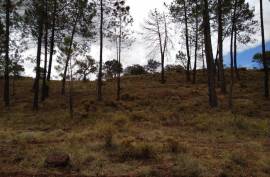 Diamond Farms Algarve for Sale in Silves