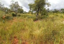 Rustic Land with Carob and Almond Trees - 7,840 m² of Nature and Potential