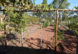 Rustic land near Alte