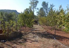 Rustic land near Alte