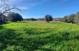 Beautiful mixed and flat land of 10699 m2, located on the edge of a river with a ruin of 124 m2, carrying ancient charm, consisting of 4 rooms, along with annexes and a well.