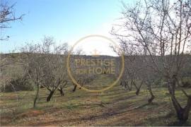 Flat land with 19720 m2 with almond tree plantation