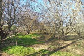 Flat land with 19720 m2 with almond tree plantation