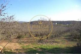 Flat land with 19720 m2 with almond tree plantation